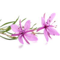 Epilobio, activo botánico de Adenofrin