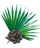 Serenoa Repens, activo botánico de Adenofrin