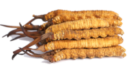 Cordyceps, activo botánico de Adenofrin